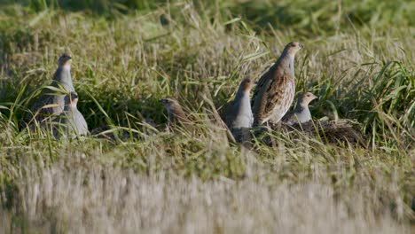 Perfect-closeup-of-gray-partridge-bird-walking-on-road-and-grass-meadow-feeding-and-hiding