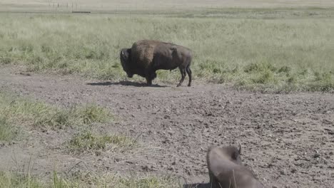 bison bull in the prarie