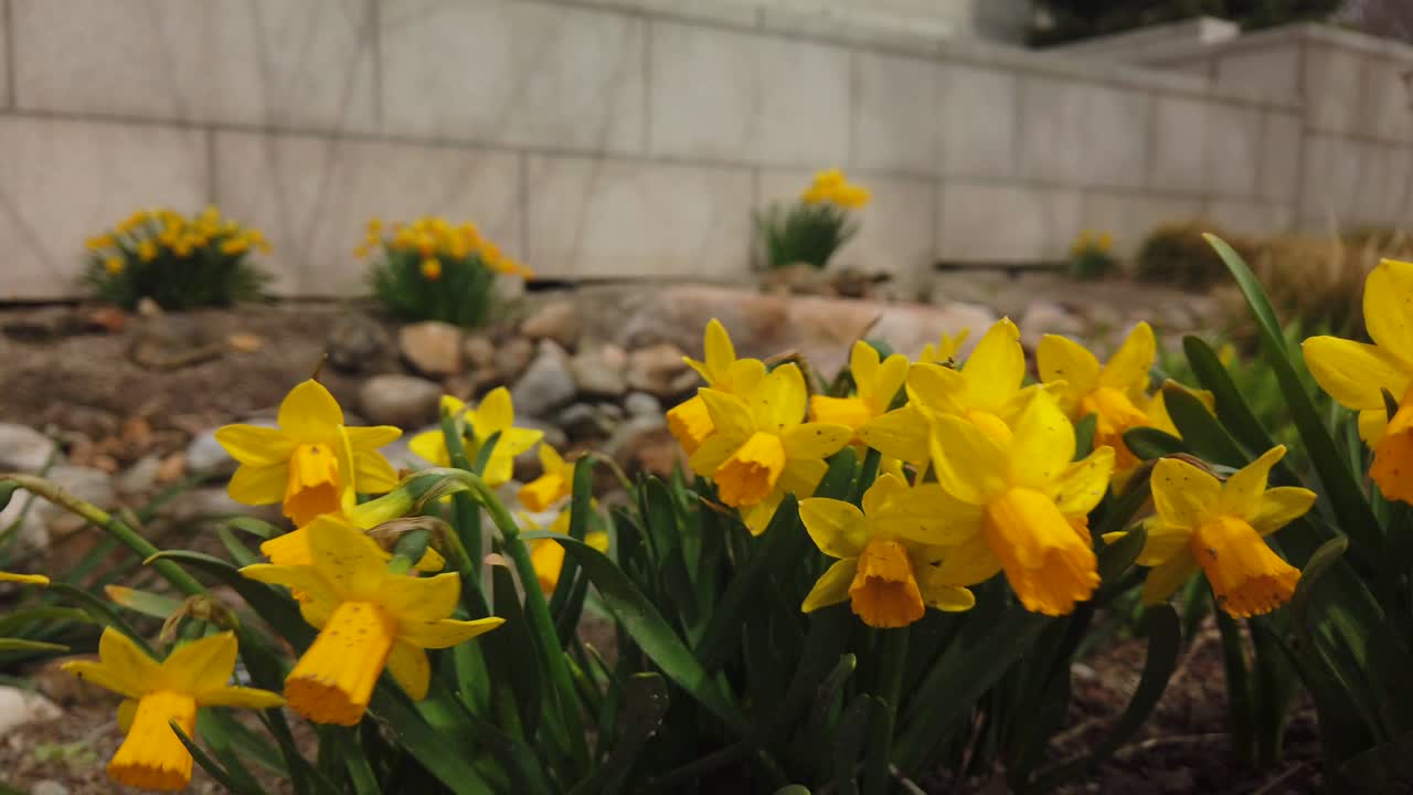 바람에 흔들리는 봄 정원의 노란 수선화 무리