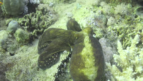 pulpo junto al arrecife de coral del mar rojo de egipto