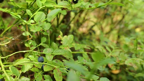 Nahaufnahme-Einer-Hand,-Die-Eine-Blaubeere-Vom-Zweig-Aufnimmt