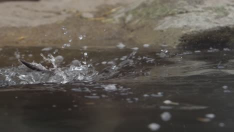 otter runs and jumps into water super slow motion