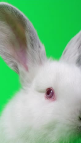 close-up of a white rabbit against a green screen