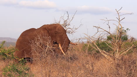 elefante con colmillo deformado come ramas en el árido paisaje de thanda
