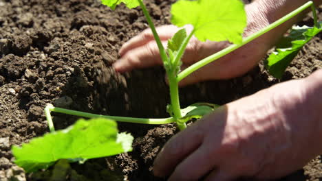 planting cucumber.