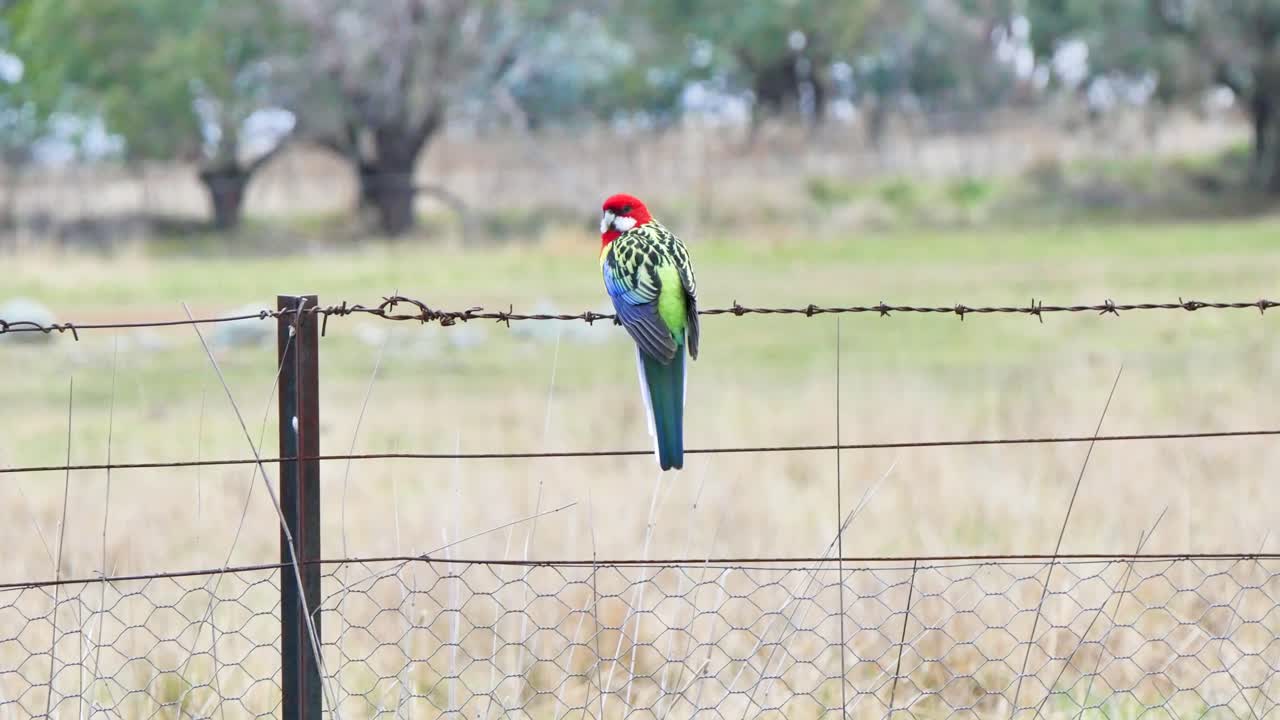 Rainbow bird sitting on a fence