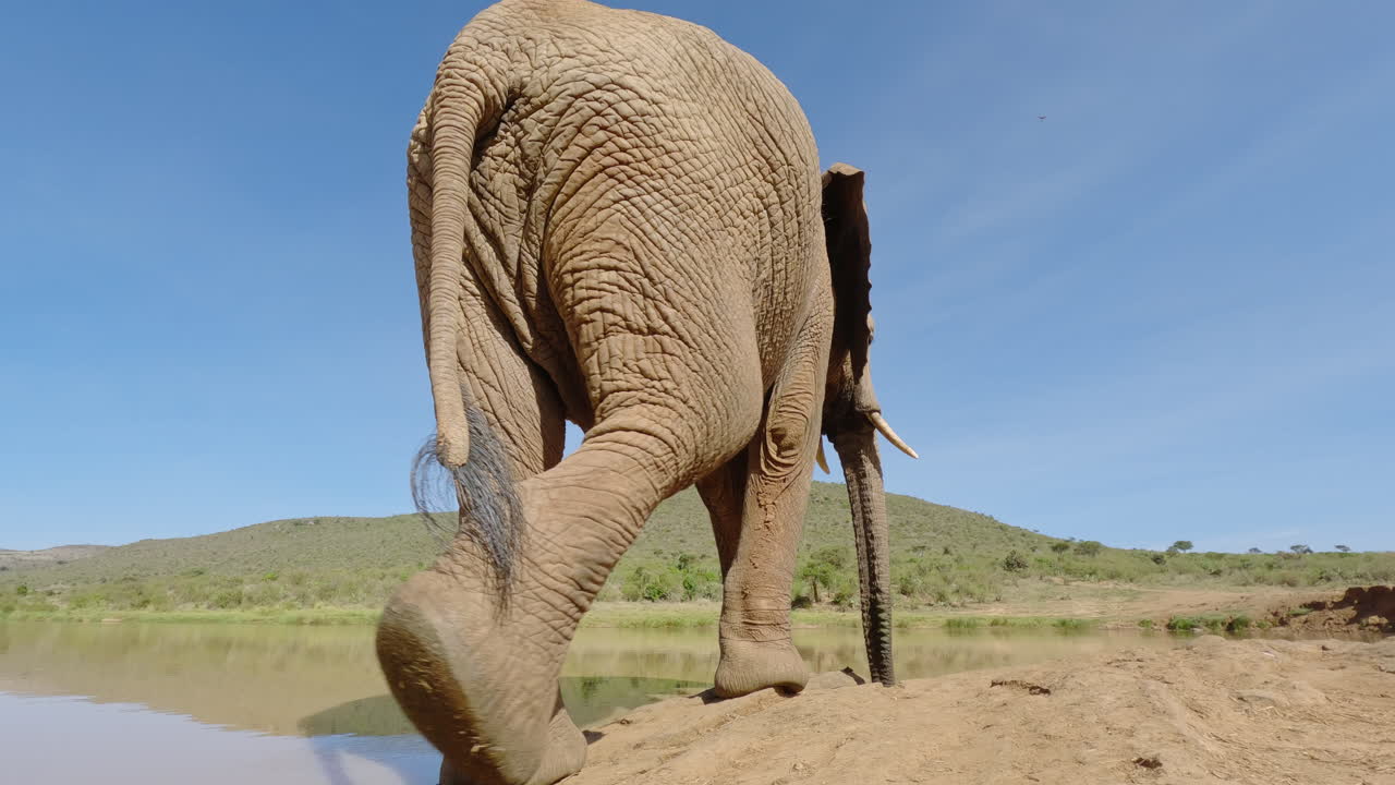 Afrikansk savanneelefant drikker fra et vandhul