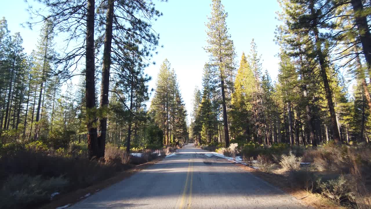 bosque de pinos bajo un cielo azul con carretera asfaltada en medio