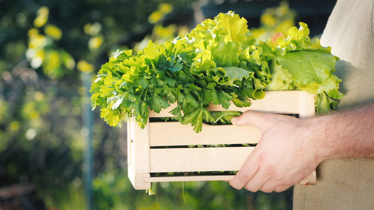 买家从农民手中拿出一盒草药和沙拉