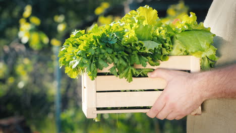 El-Comprador-Toma-De-Manos-Del-Agricultor-Una-Caja-Con-Hierbas-Y-Ensalada.