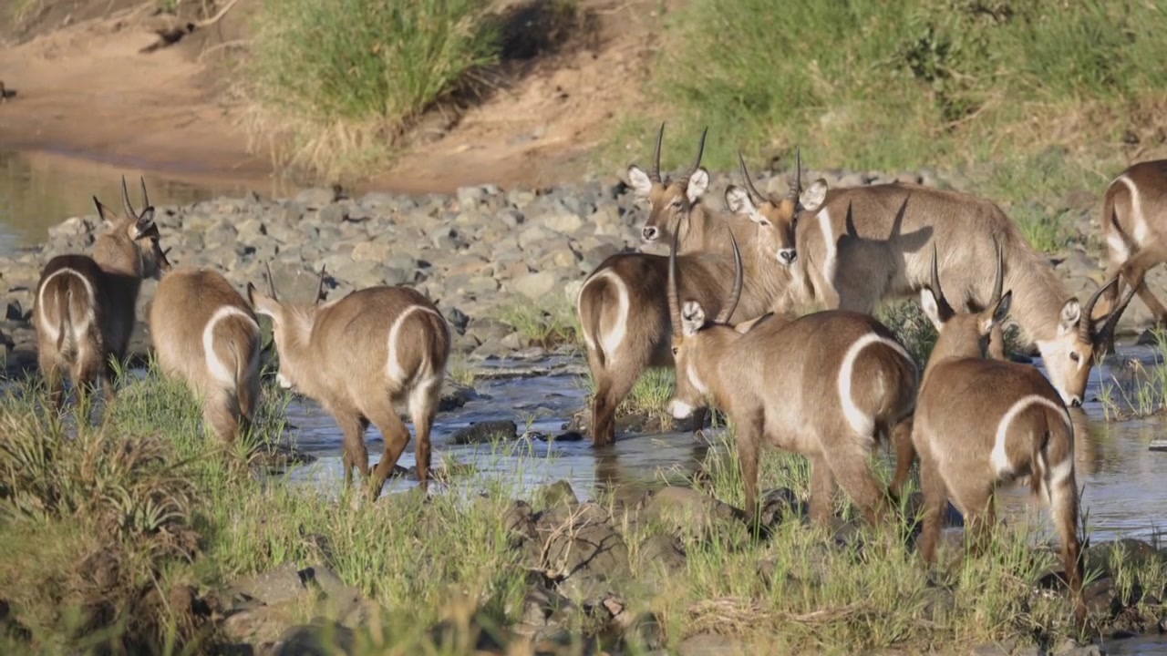 Anelli bianchi sulla groppa di un'antilope cobo (Waterbuck) che beve in un piccolo fiume soleggiato.
