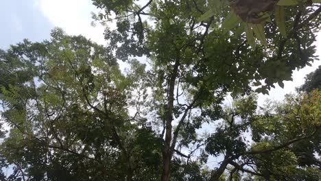 mirar hacia los grandes árboles para ver la luz del sol brillando a través
