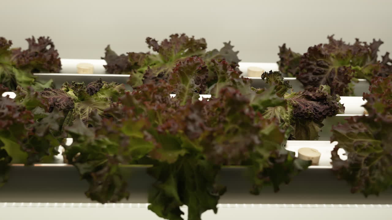 Rows of fresh hydroponic lettuce growing indoor