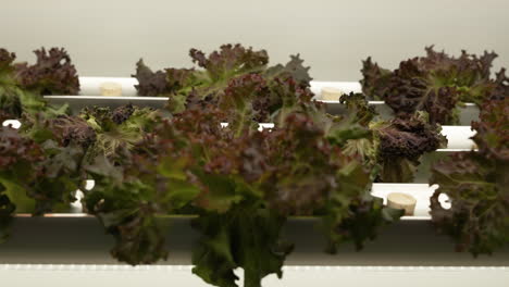 rows of fresh hydroponic lettuce growing indoor
