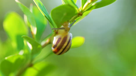 Macro-Shot-of-Grove-Snail,-Brown-lipped-Snail-or-Lemon-Snail-Crawling-on-Bush-Branch