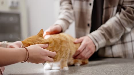 Close-up-of-a-guy-in-a-shirt-holding-his-orange-cat-and-a-girl-stroking-it-during-a-veterinarian-appointment-in-a-pet-clinic