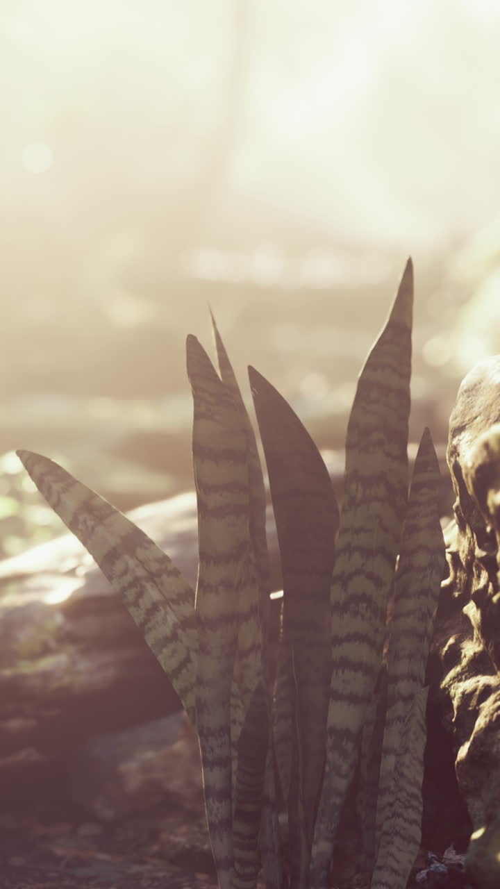 planta tropical iluminada por el sol en un bosque exuberante