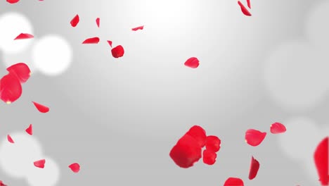 sakura petals falling down. romantic pink red flowers falling rain loop background green screen.