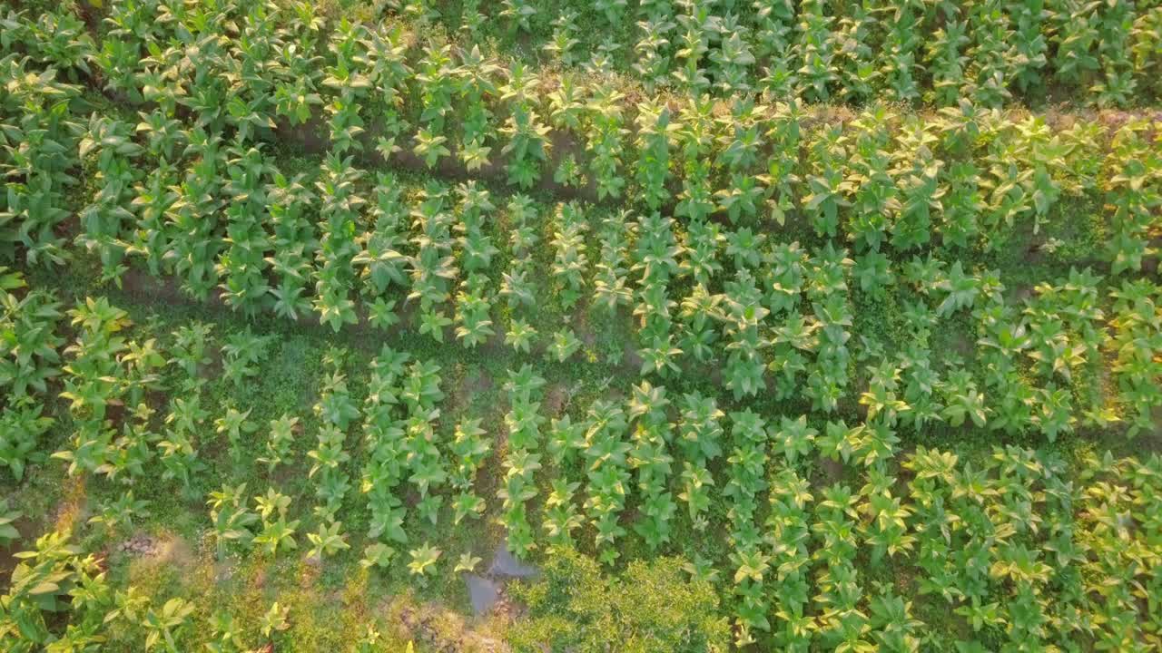toma aérea de drones de la plantación de tabaco más grande en temanggung, java central, indonesia