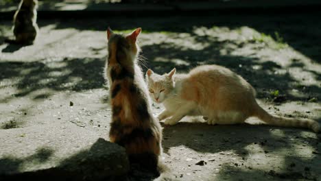 orange cat attacking calico cat, cat fight