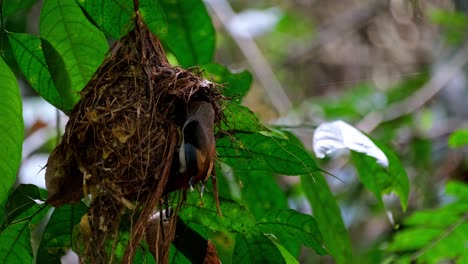 a nest with a parent bird checking out then flies away, silver-breasted broadbill, serilophus lunatus, kaeng krachan national park, thailand