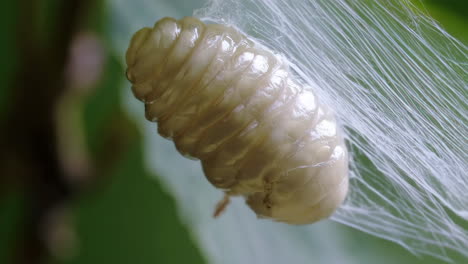 white larva on a leaf