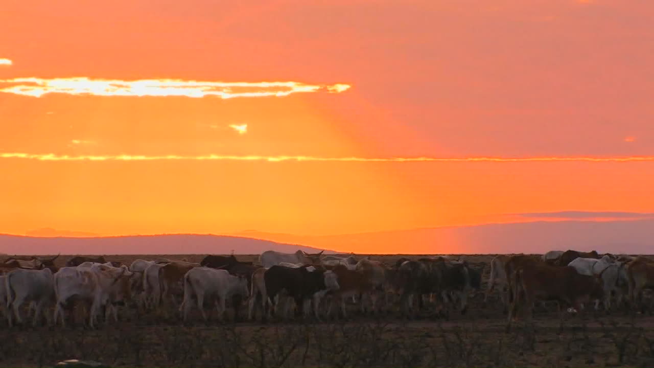 En boskapsflock rör sig över ett fält nära solnedgången