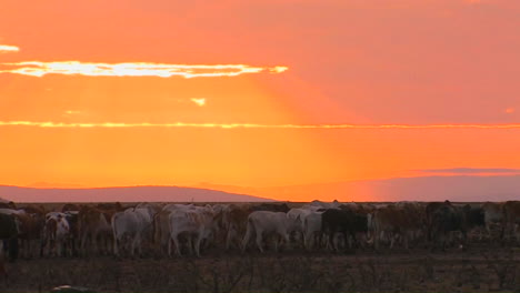 Una-Manada-De-Ganado-Se-Mueve-Por-Un-Campo-Cerca-Del-Atardecer