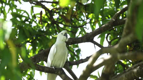 la cacatúa blanca se sienta tranquilamente en un árbol de hojas