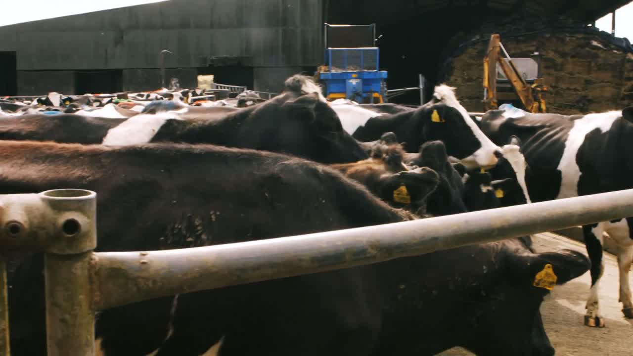 소 농부 가 소 를  ⁇ 는 것