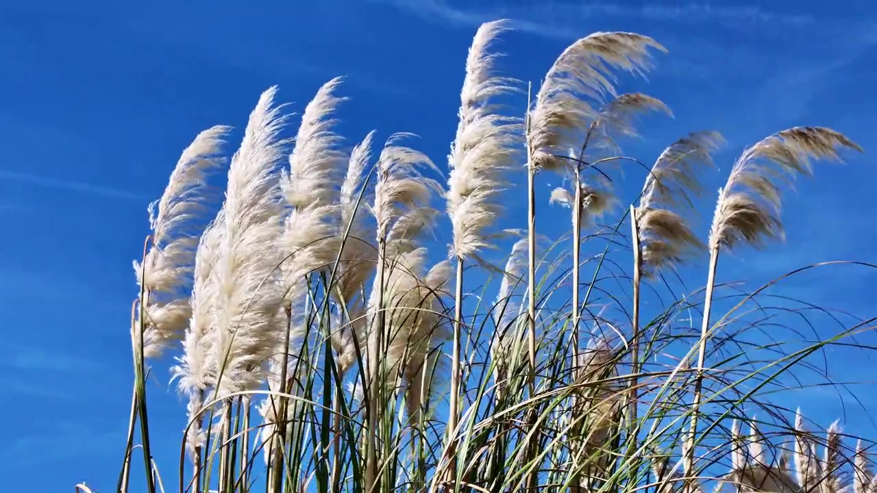Pampasgræs (Cortaderia selloana, Poaceae) bevæger sig i stærk vind under blå himmel, et naturfoto fra lav vinkel, der fremhæver fjerlette aks og dynamisk bevægelse i græslandskabet.