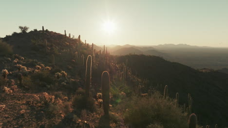 Sunrise-reverse-aerial-dolly-flying-through-grove-of-Saguaro-cacti-on-Arizona-mountain