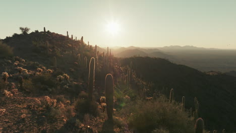 sunrise reverse aerial dolly flying through grove of saguaro cacti on arizona mountain