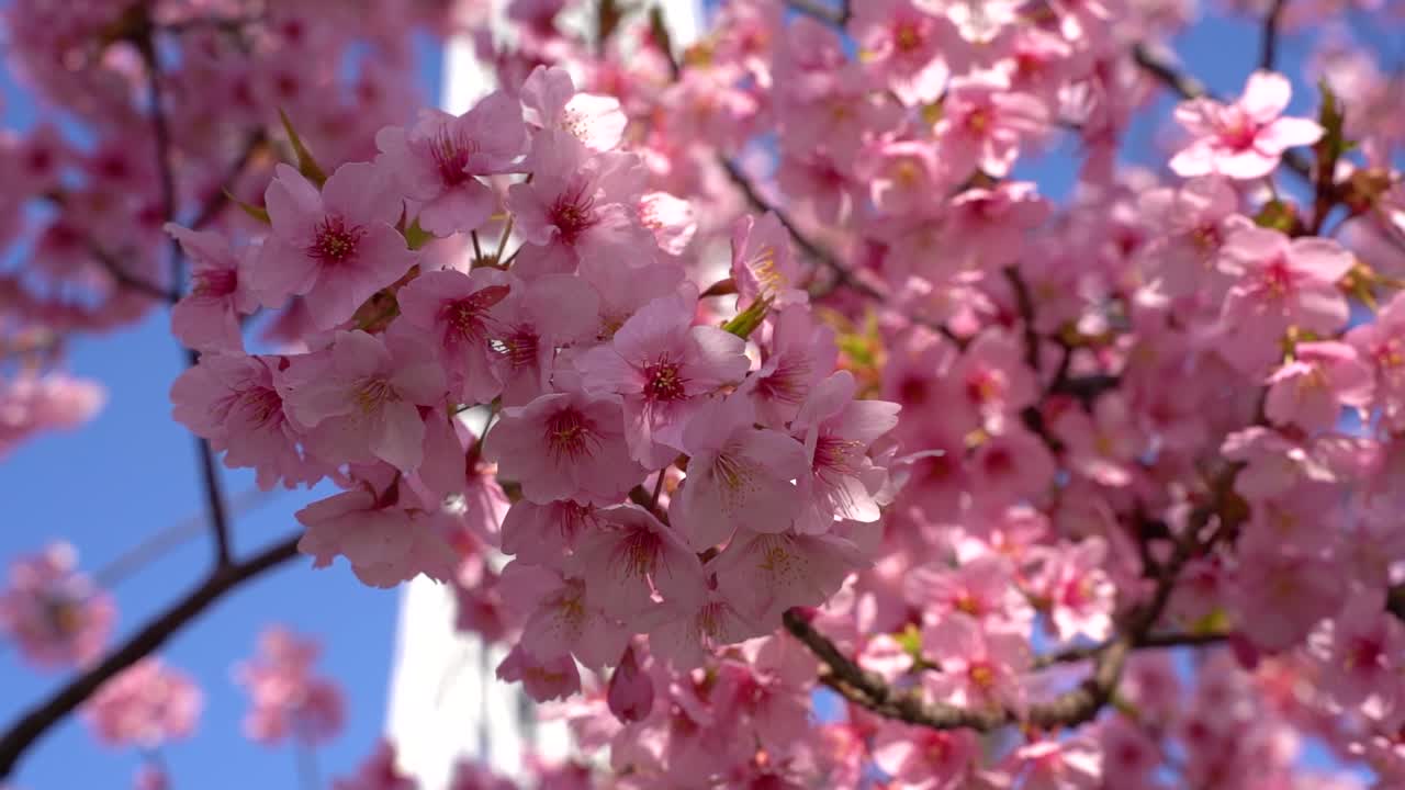 Fiori di ciliegio in piena fioritura in primo piano contro il cielo blu