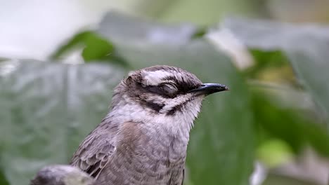 Beautiful Sleepy Light-Vented Bulbul - Close up