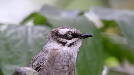 hermoso bulbul soñoliento con ventilación ligera - primer plano