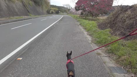 pasear al perro