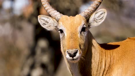 lechwe antelope on hot african day, closeup of head and horns