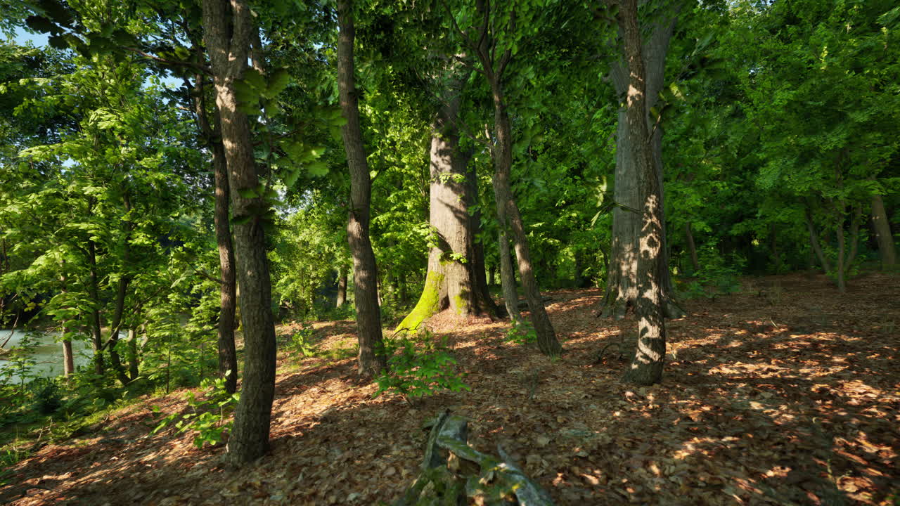 A wooded area with many trees and grass