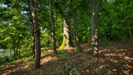 a wooded area with many trees and grass