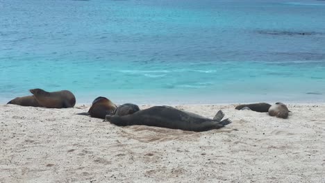 galapagos sea lions sleeping on the sandy beach in san cristobal island, ecuador