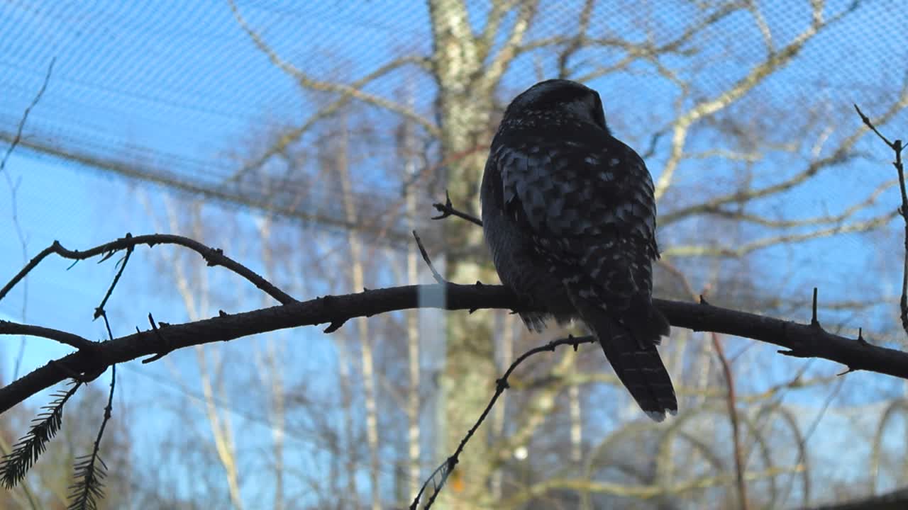 Gorgeous northern hawk owl sitting on a dark black tree branch while the bird is looking around with its big eyes during a gorgeous sunny day in Tallinn zoo during spring time. A large tree at back.