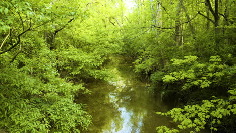 Panning-Across-Calm-Creek-in-Middle-of-Forest