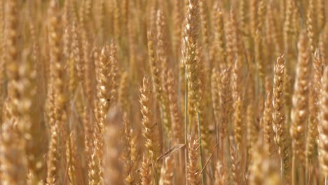 Barley-sunset-played-with-sunlight