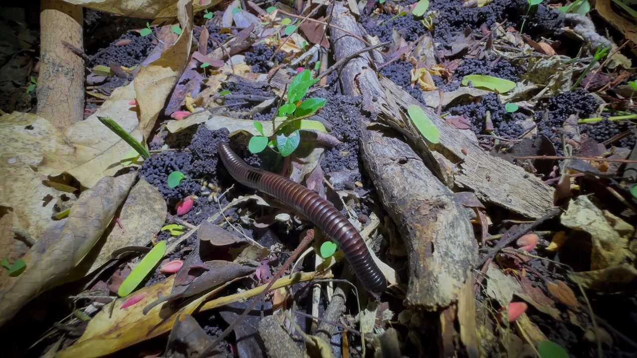 Tausendfüßer bewegt sich nachts über einen mit Blättern und kleinen Pflanzen bedeckten Waldboden im Liwonde-Nationalpark, Malawi