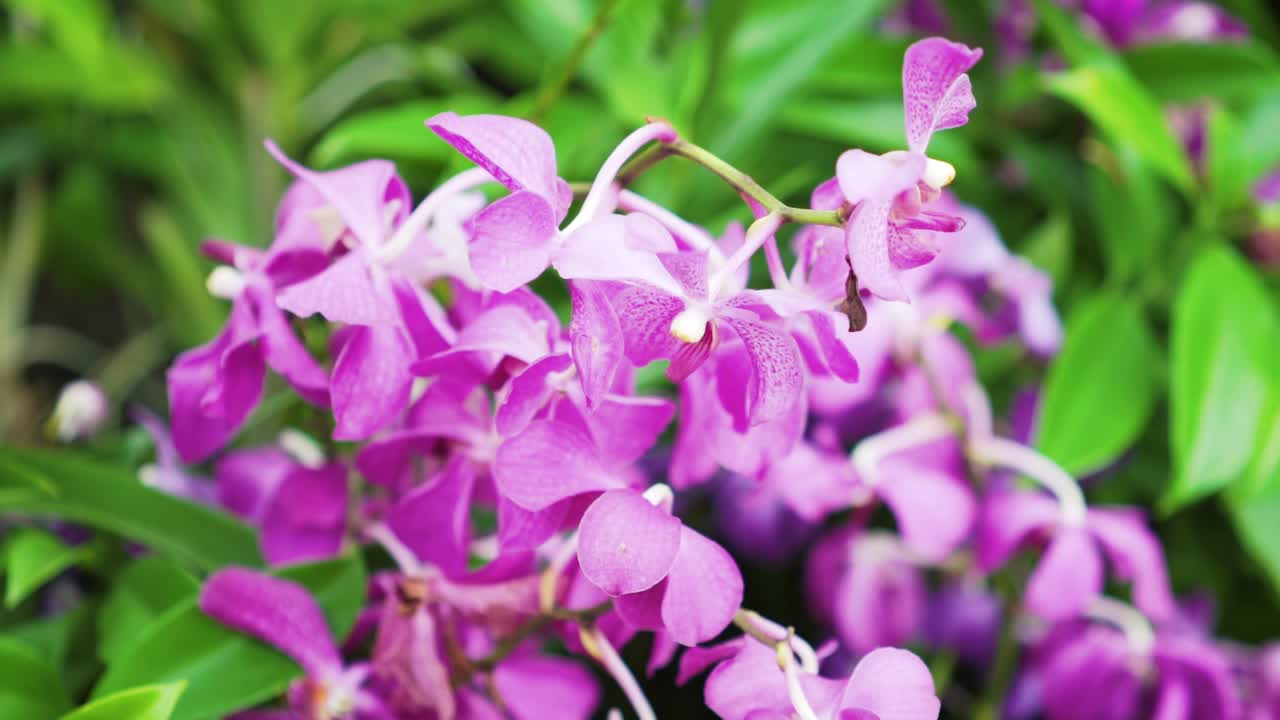 bright purple flowers flower dome gardens by the bay singapore