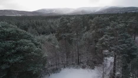 Cinematic-drone-footage-flying-through-and-above-a-snow-covered-canopy-of-Scots-pine-and-silver-birch-trees-with-a-mountain-background-in-winter,-Cairngorms-National-Park,-Scotland