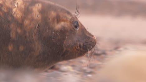 Super-Nahaufnahme-Eines-Robbenweibchens,-Das-Sich-über-Den-Sandstrand-Bewegt,-Während-Der-Sand-Mit-Bewegung-Weht