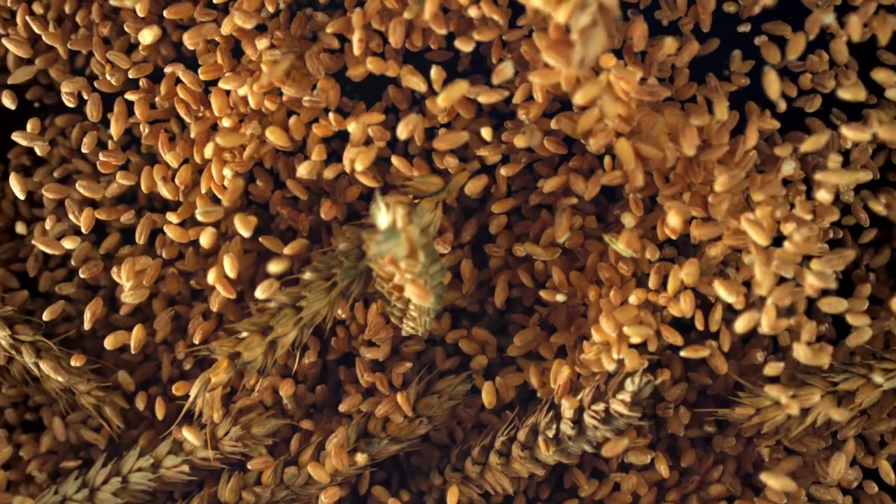 Chicchi di grano dorati e spighe che cadono al rallentatore