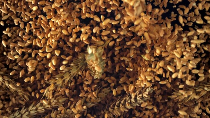 Golden Wheat Grains and Ears Falling in Slow Motion